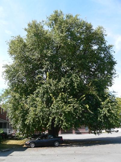 {Maclura pomifera}
